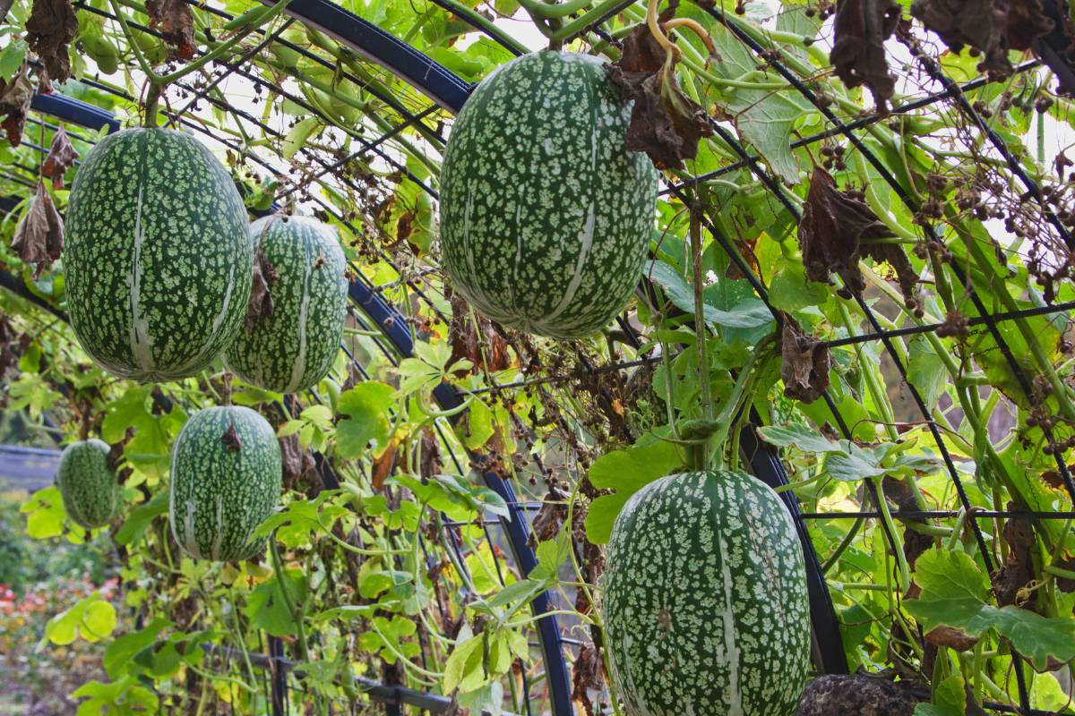 chilacayote growing on a trellis