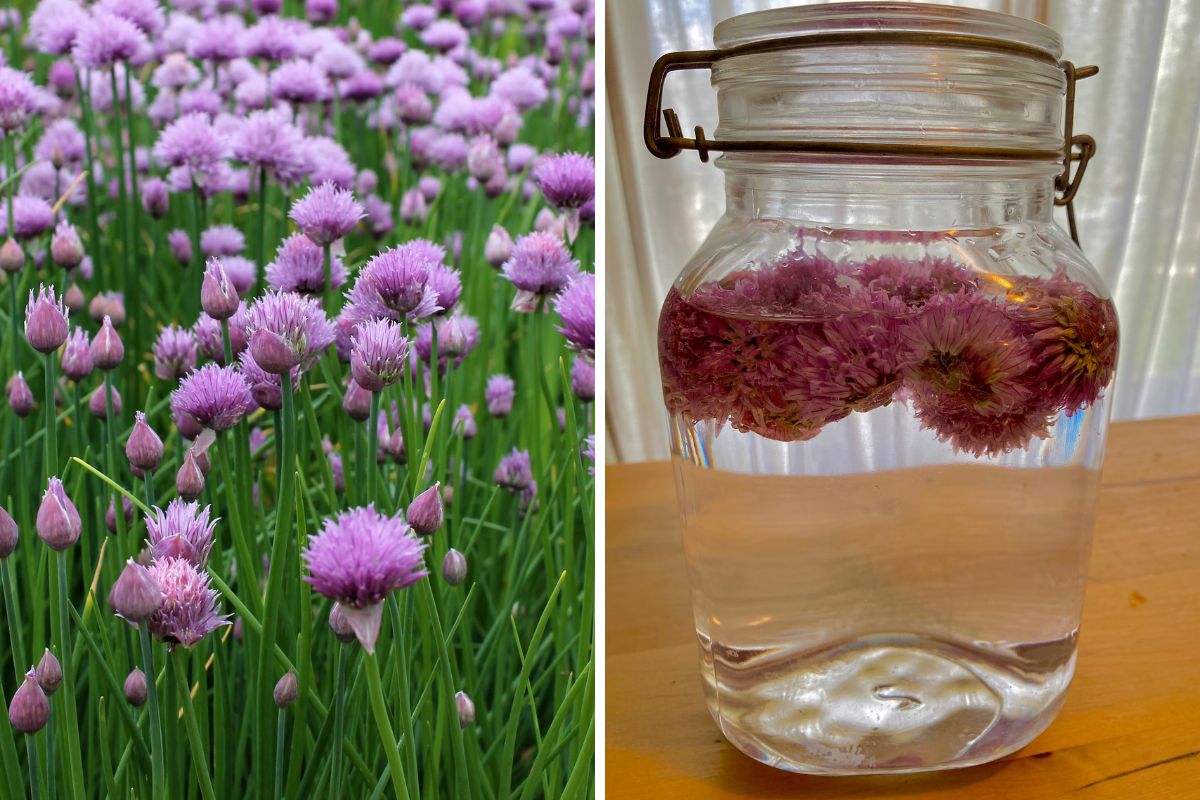 chive flowers and chive flower vinegar