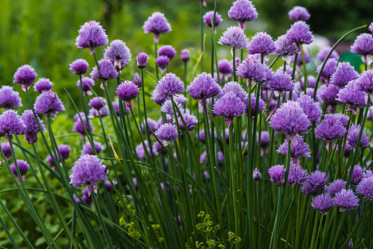 Chives