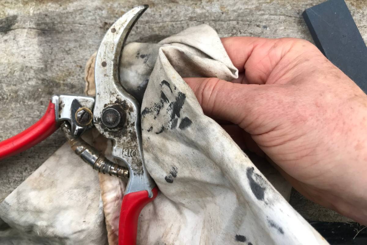 cleaning secateur blades with a cloth and oil