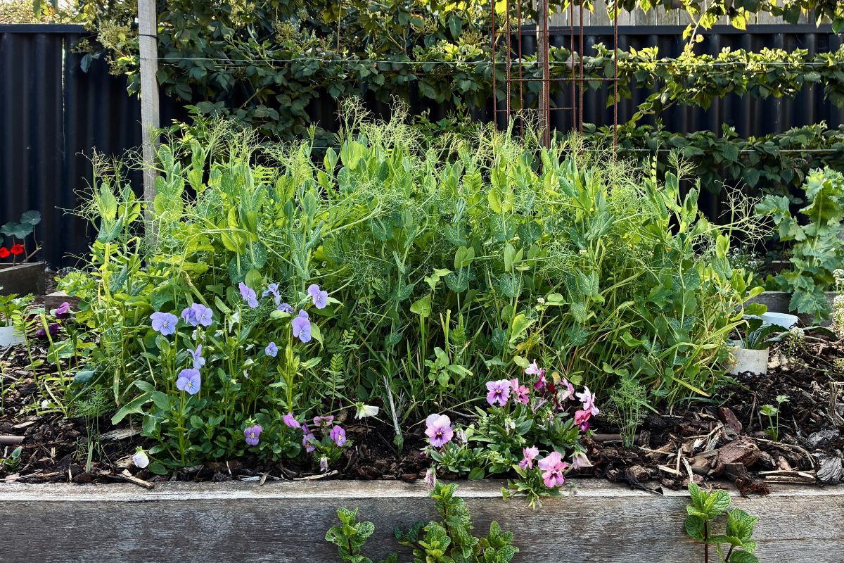 Climbing pea trellis