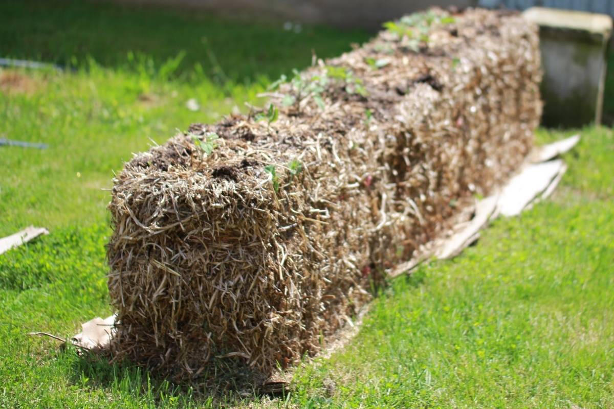 A row of straw bales planted with tomato and cucumber seedlings