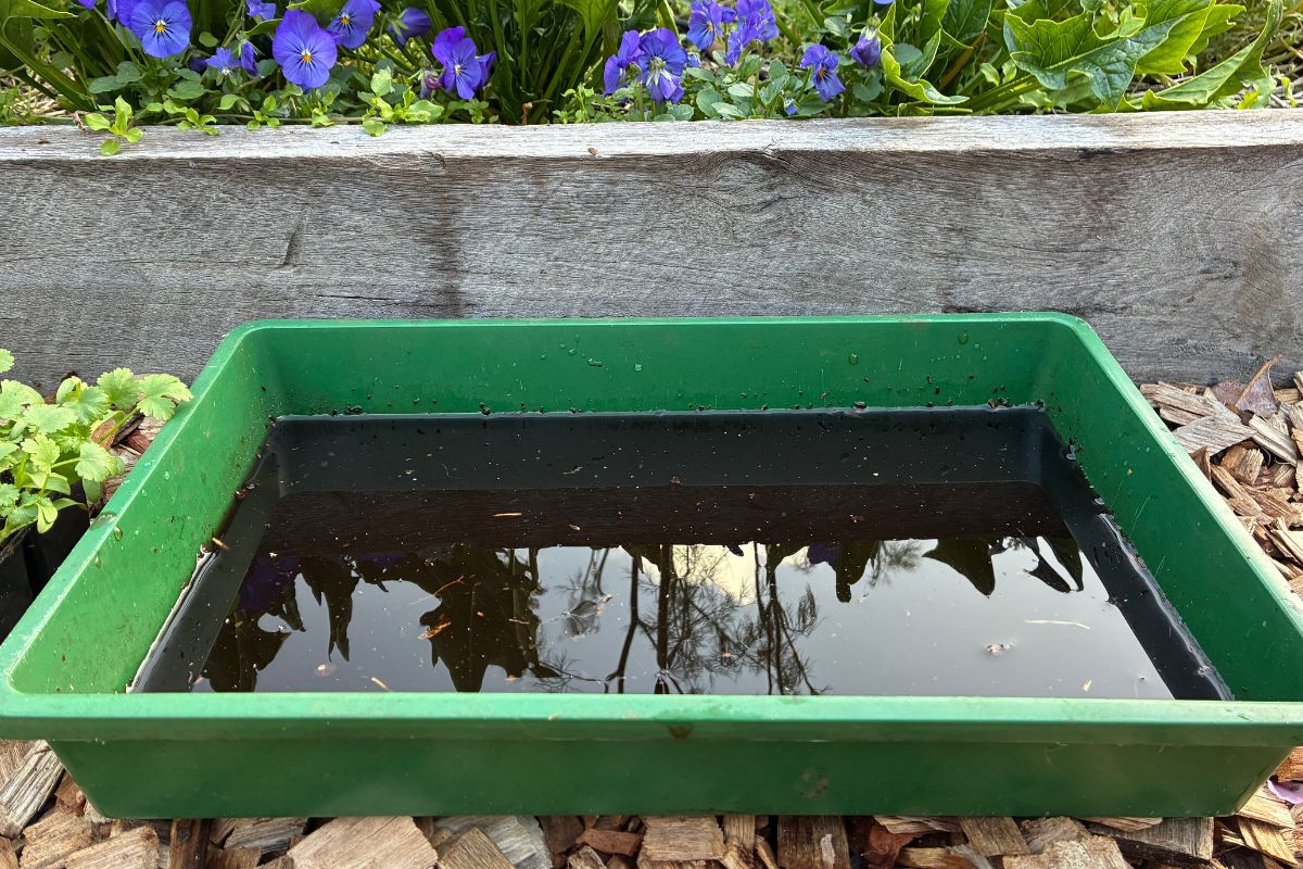Compost worm castings seedling dip in tray
