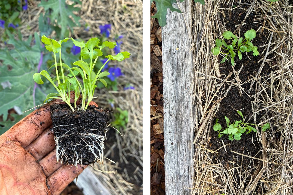 coriander before and after
