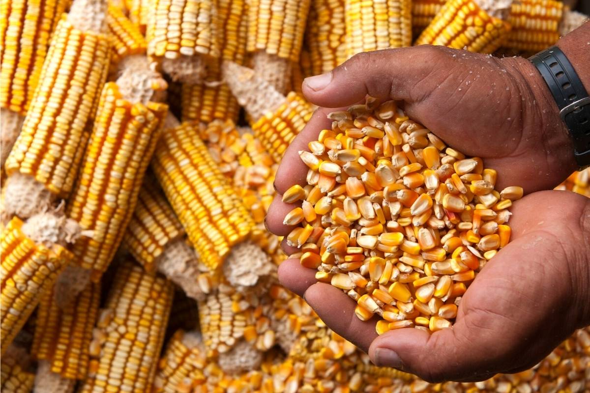 Corn grower with harvest in hands