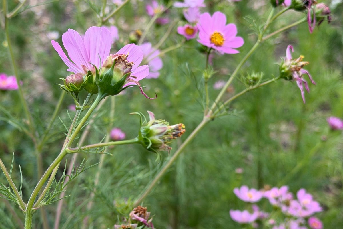 cosmos bush