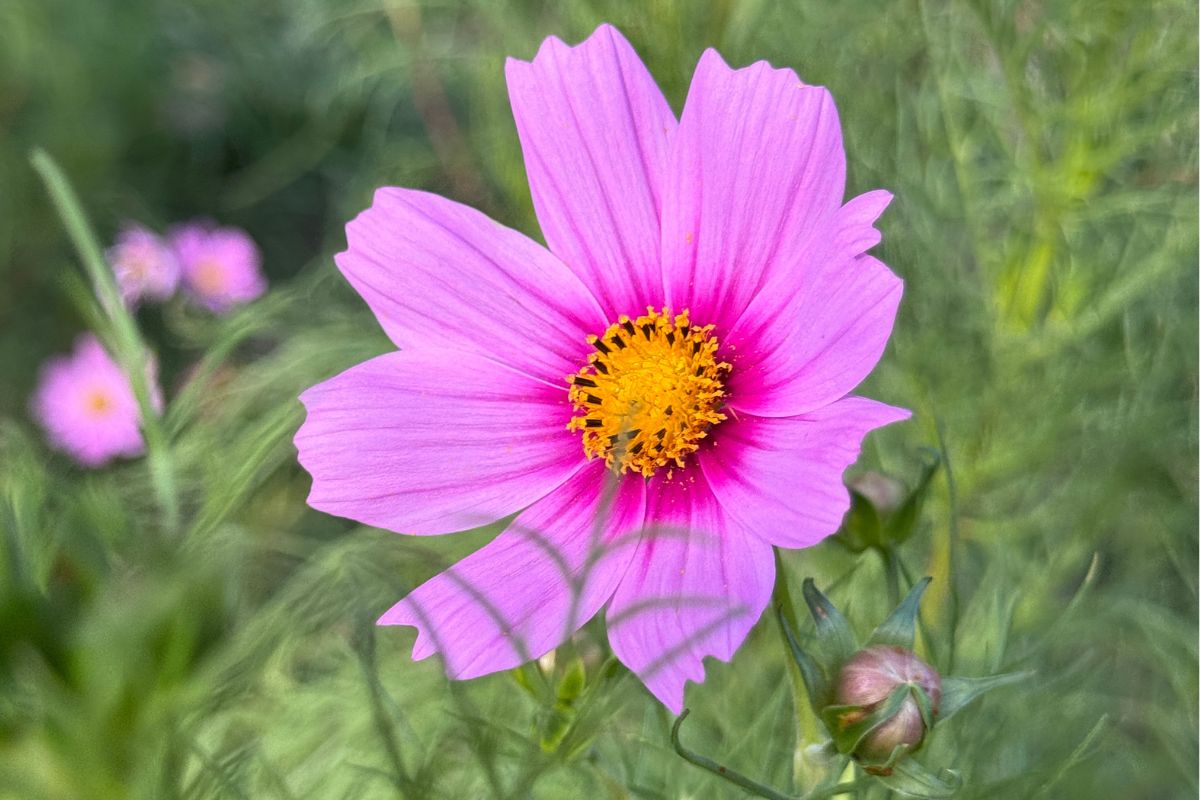 cosmos in full bloom