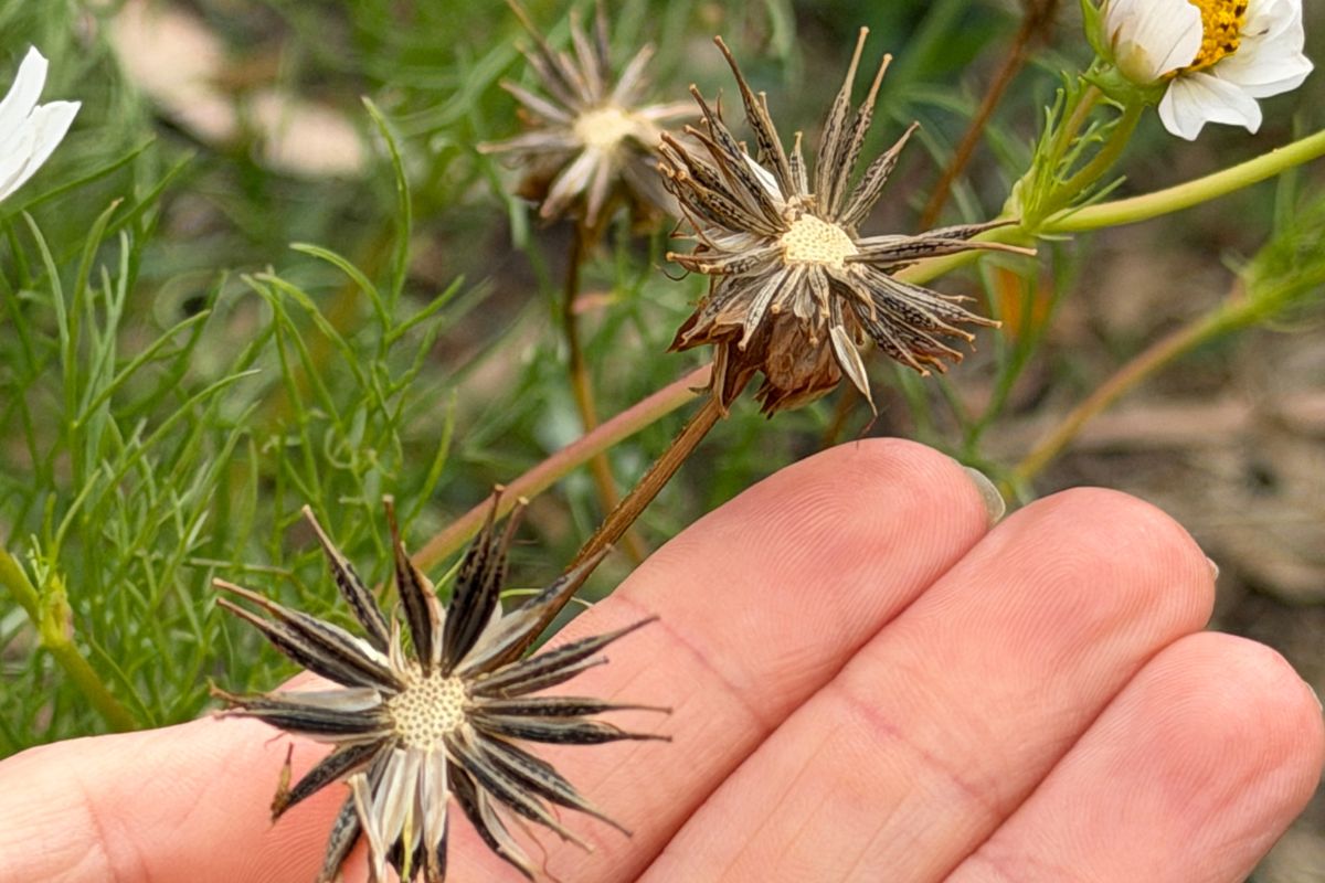 cosmos seed ready to harvest