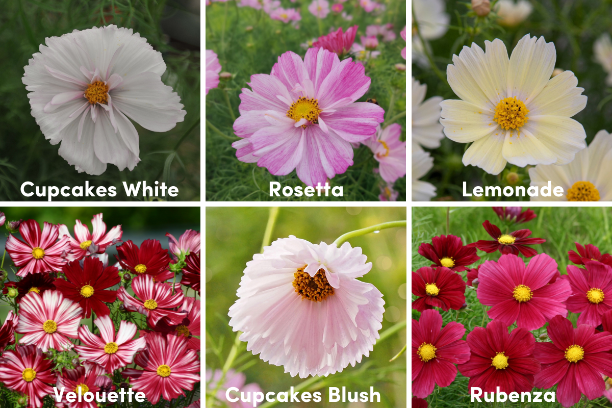 cosmos varieties recommended for cut flowers