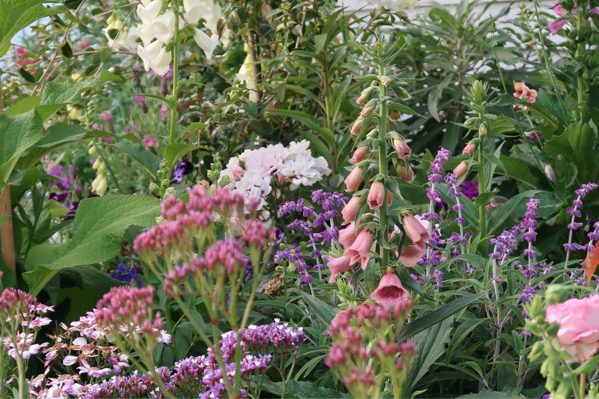 How to create a Cottage garden from scratch by Emily Todd