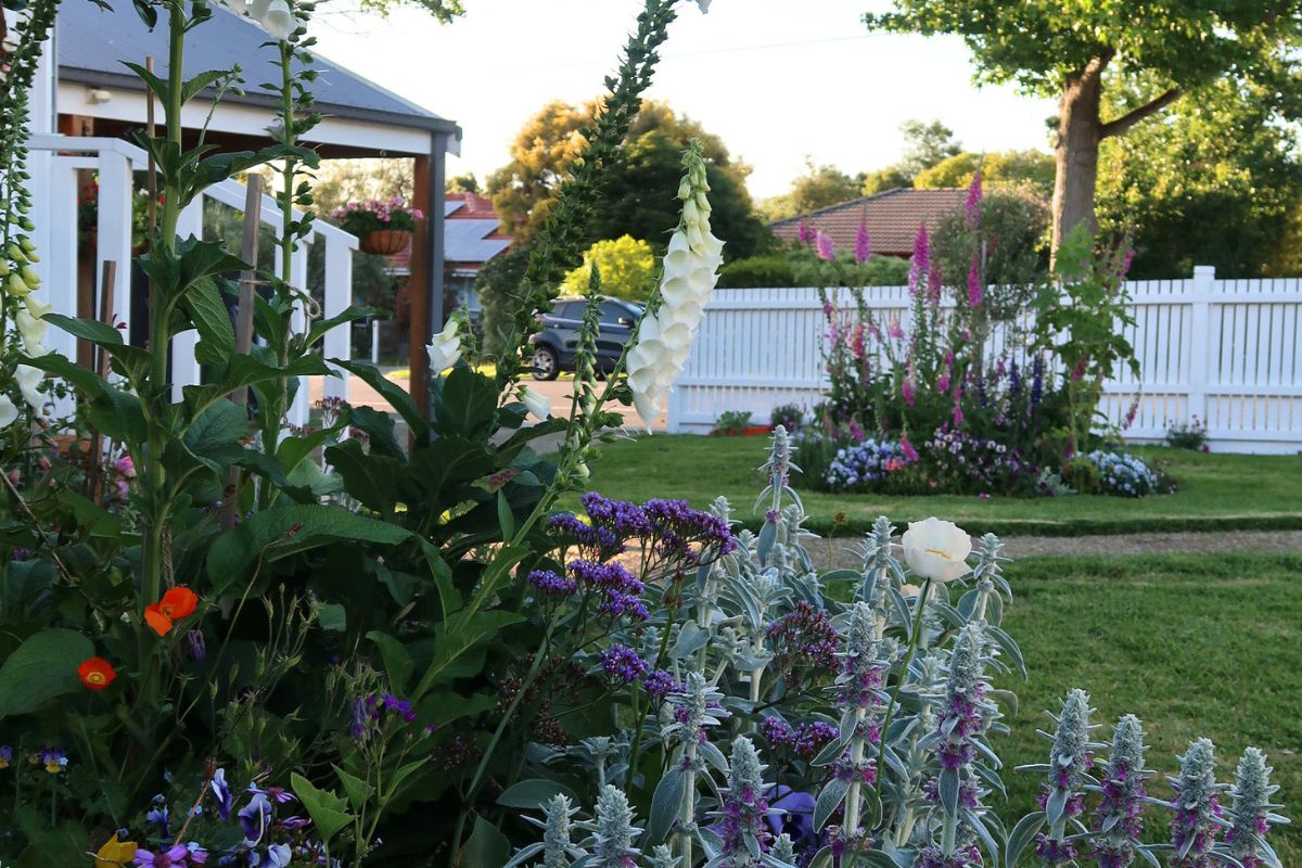 Cottage garden foxgloves lambs ear stachys poppies