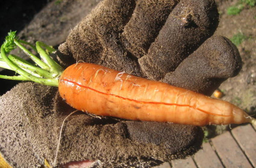Cracked Carrot