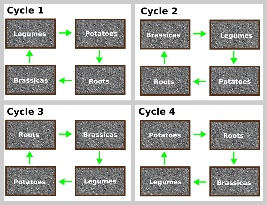 4 Bed Crop Rotation Chart