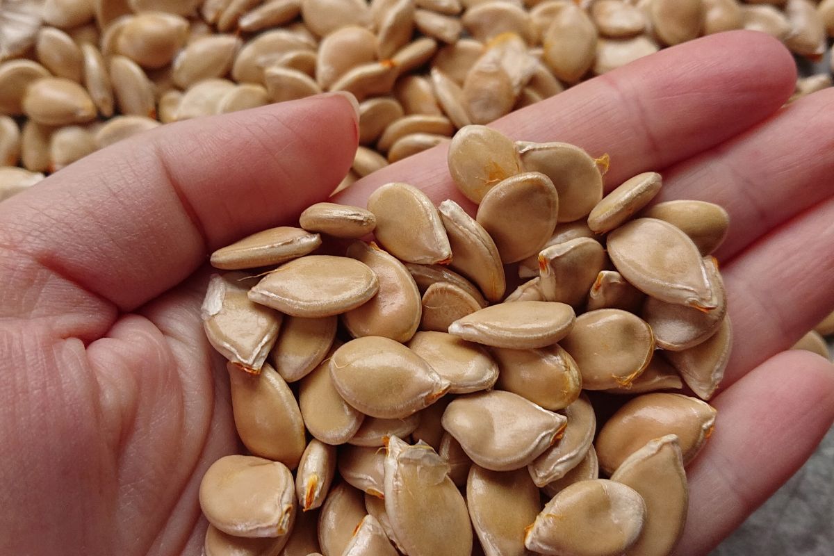Cucurbit seeds