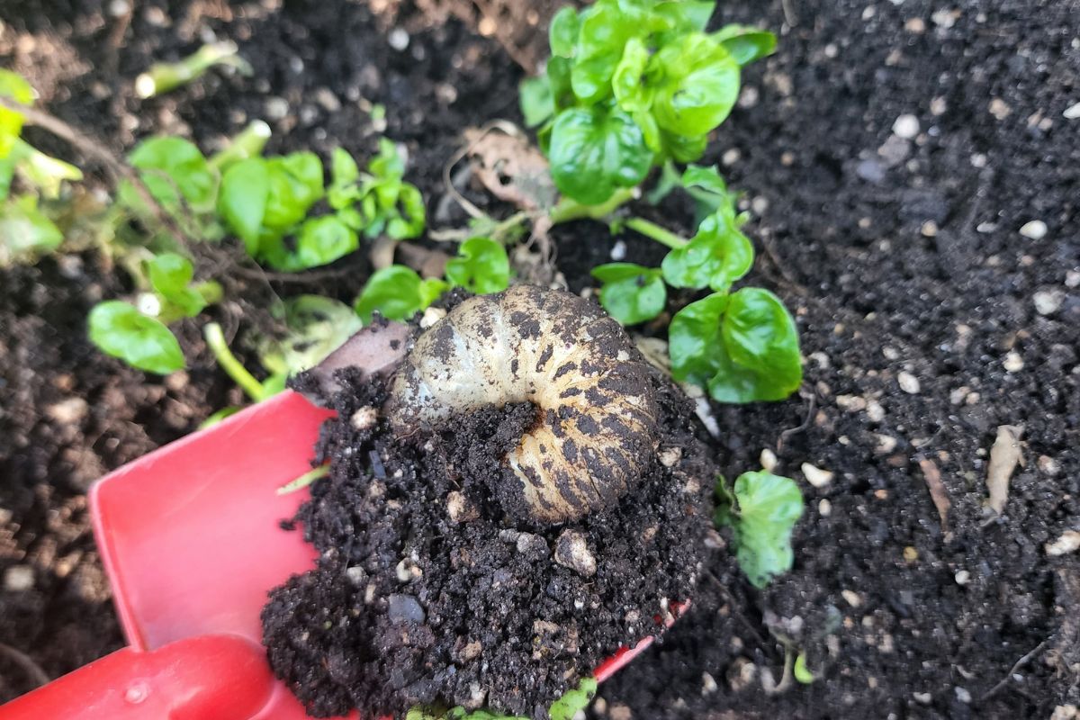 Curl grubs eating plants