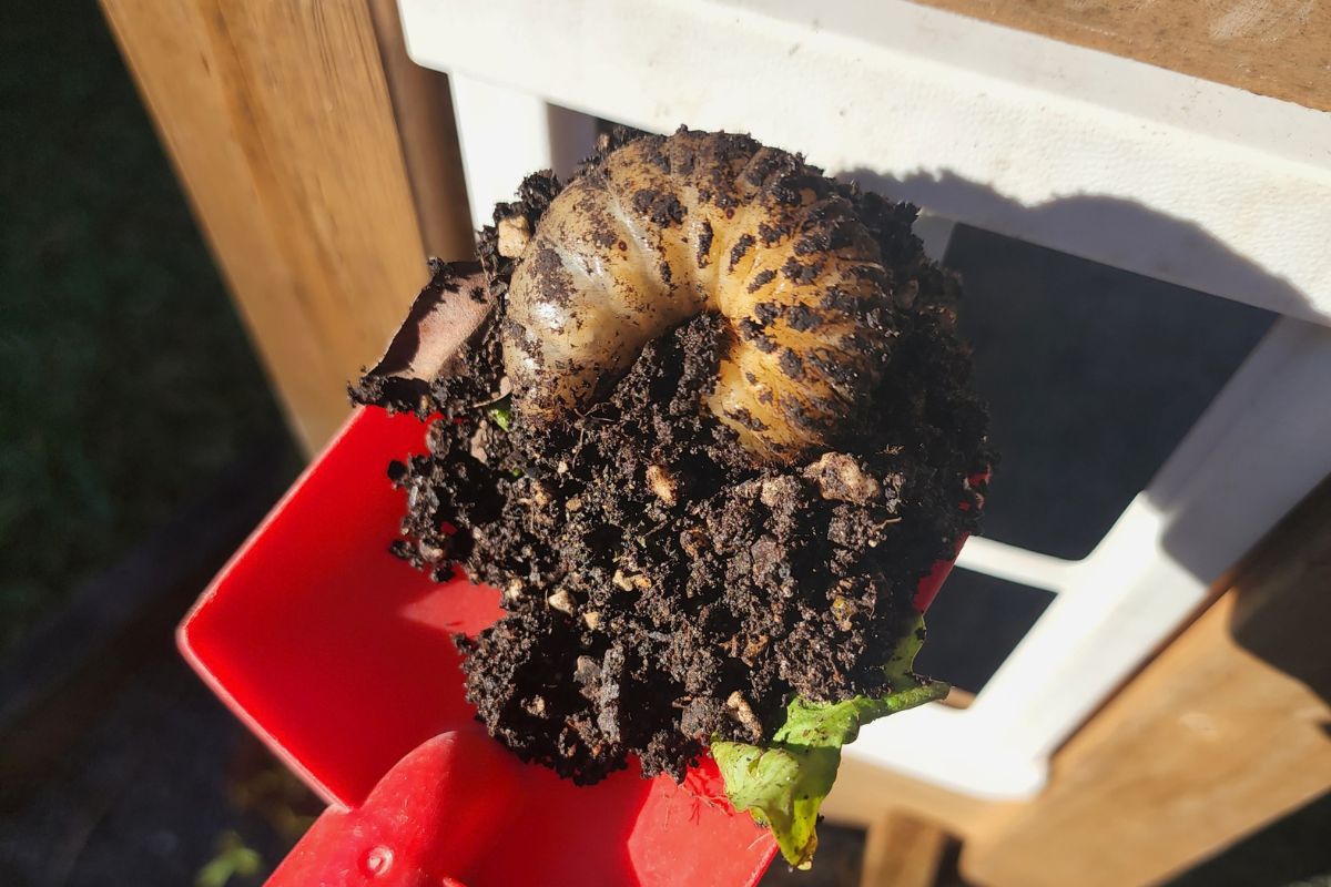 Curl grub