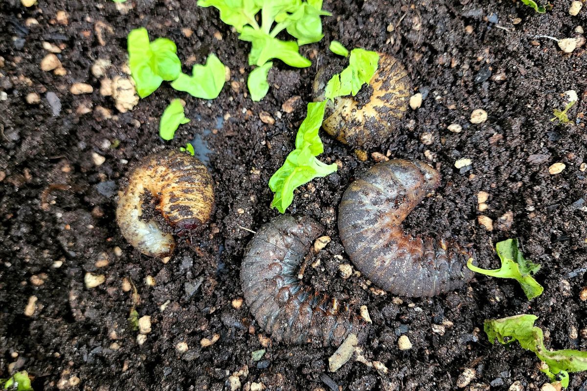 Curl grubs