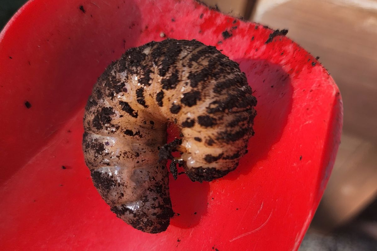 Curl grub on shovel