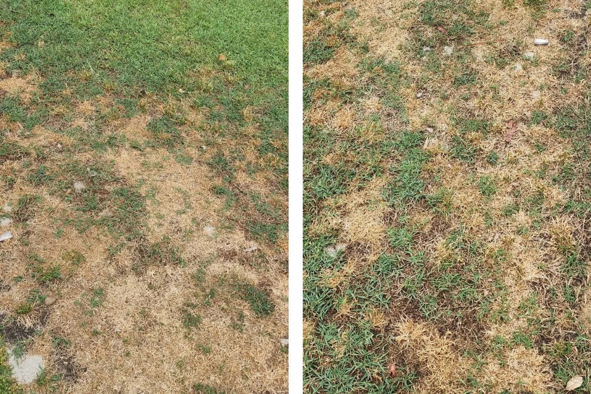 Curl grub lawn damage