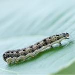 cutworm