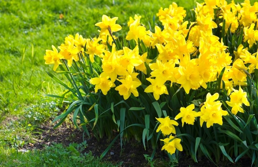 daffodil in bloom