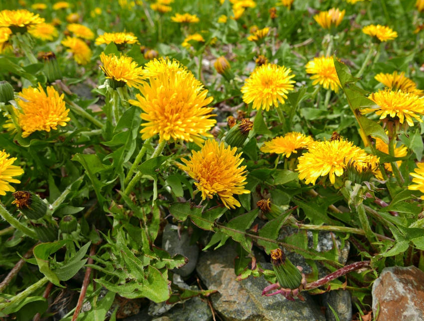 Dandelions