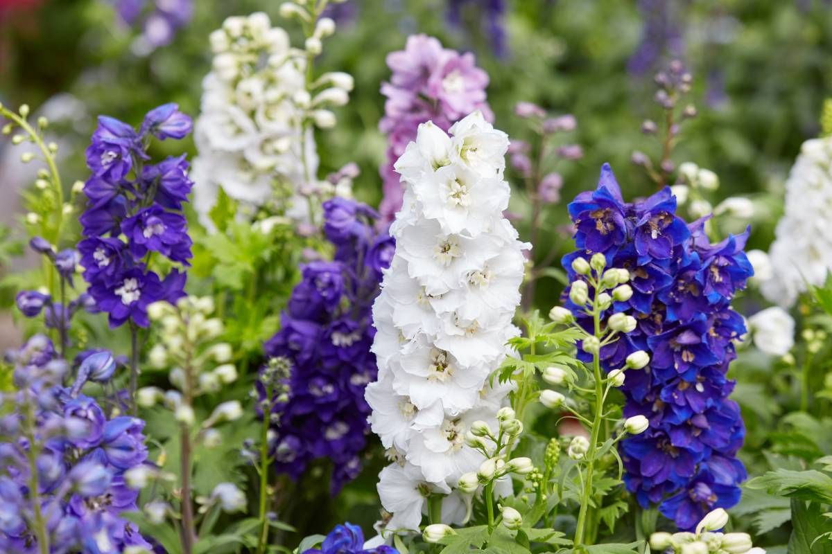 Delphinium flower spikes with white, lilac and deep purple flowers