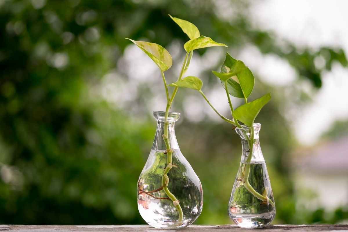 Two glass vessels with Devil's Ivy cuttings