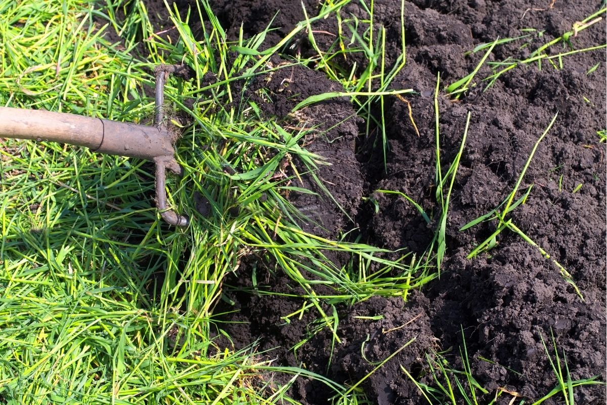 A person digging a green manure crop into a garden bed using a garden fork