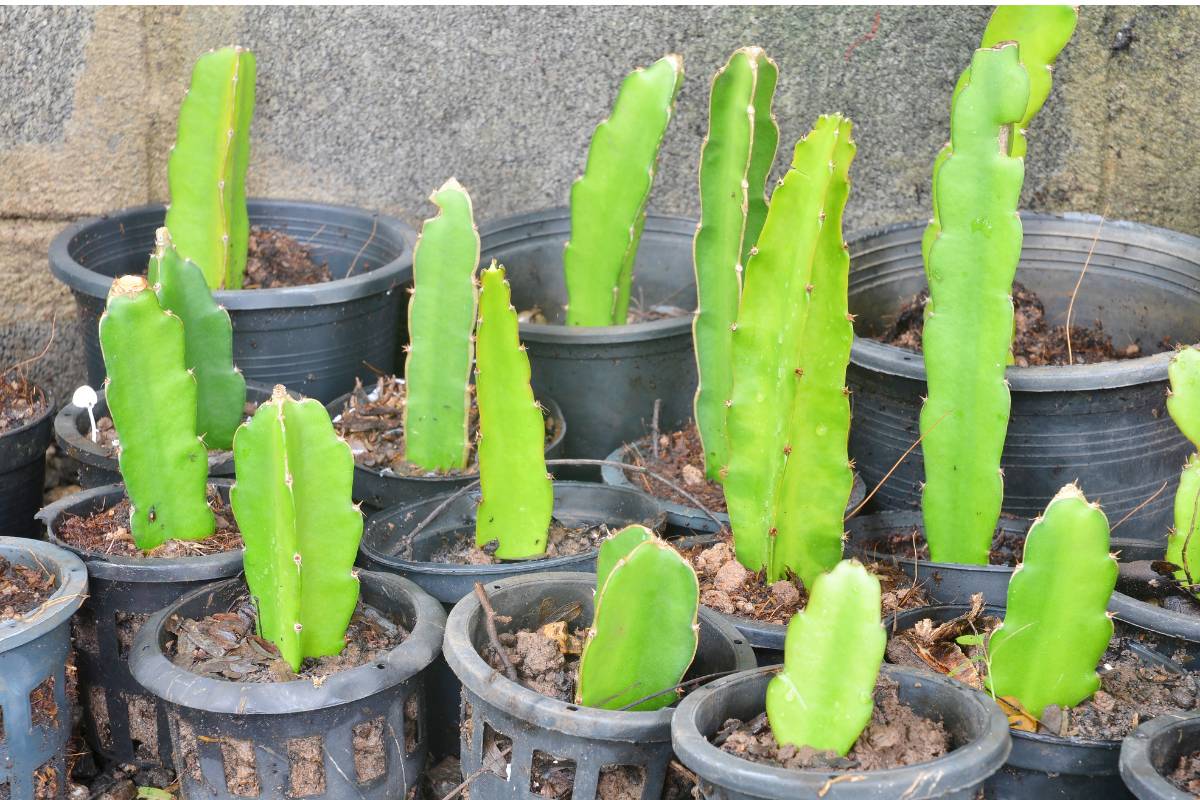 Dragon fruit cuttings growing in individual plastic pots