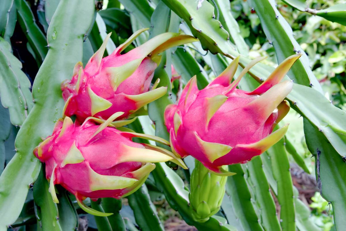 Dragon fruit ripening on a plant