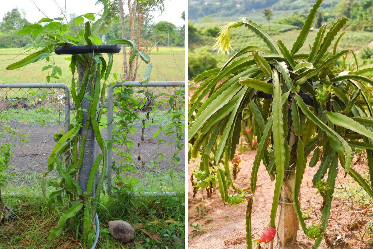Dragon fruit plants trained up strong posts