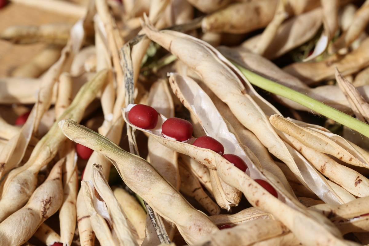 dried adzuki bean pods splitting to reveal the seeds inside