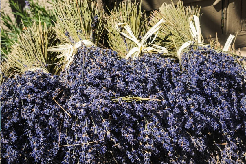 7 Awesome Ways to Use Dried Lavender Bunches  NZ Lavender Farm – Lavender  Backyard Garden®