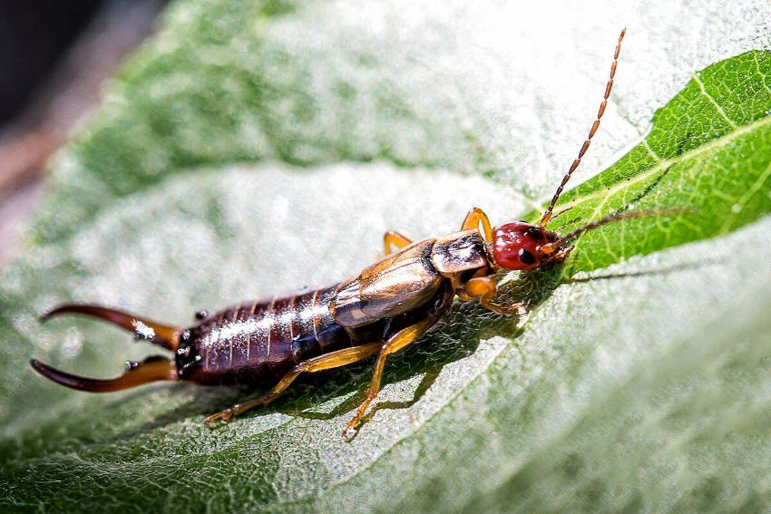 Earwig 2