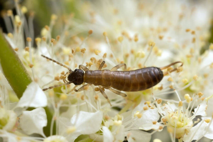 Earwig