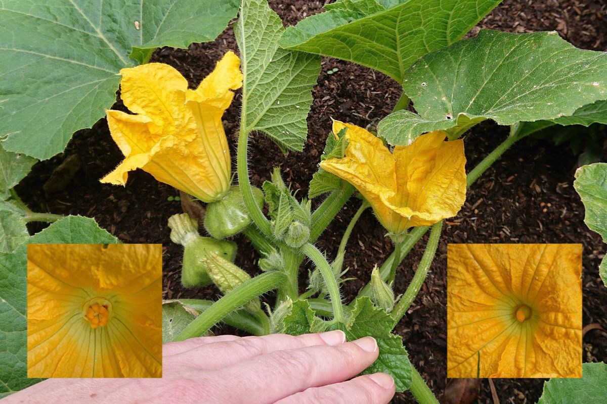 Female vs Male flower