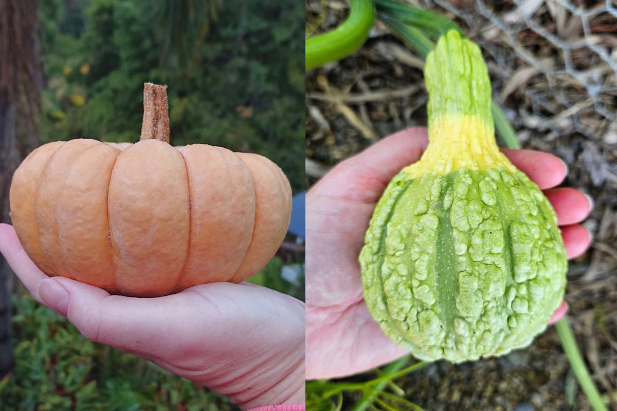 Cucurbit varieties