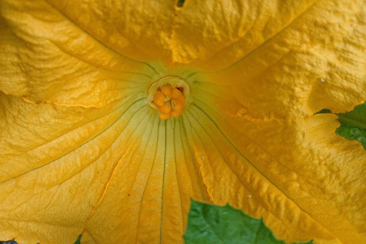 Female flower