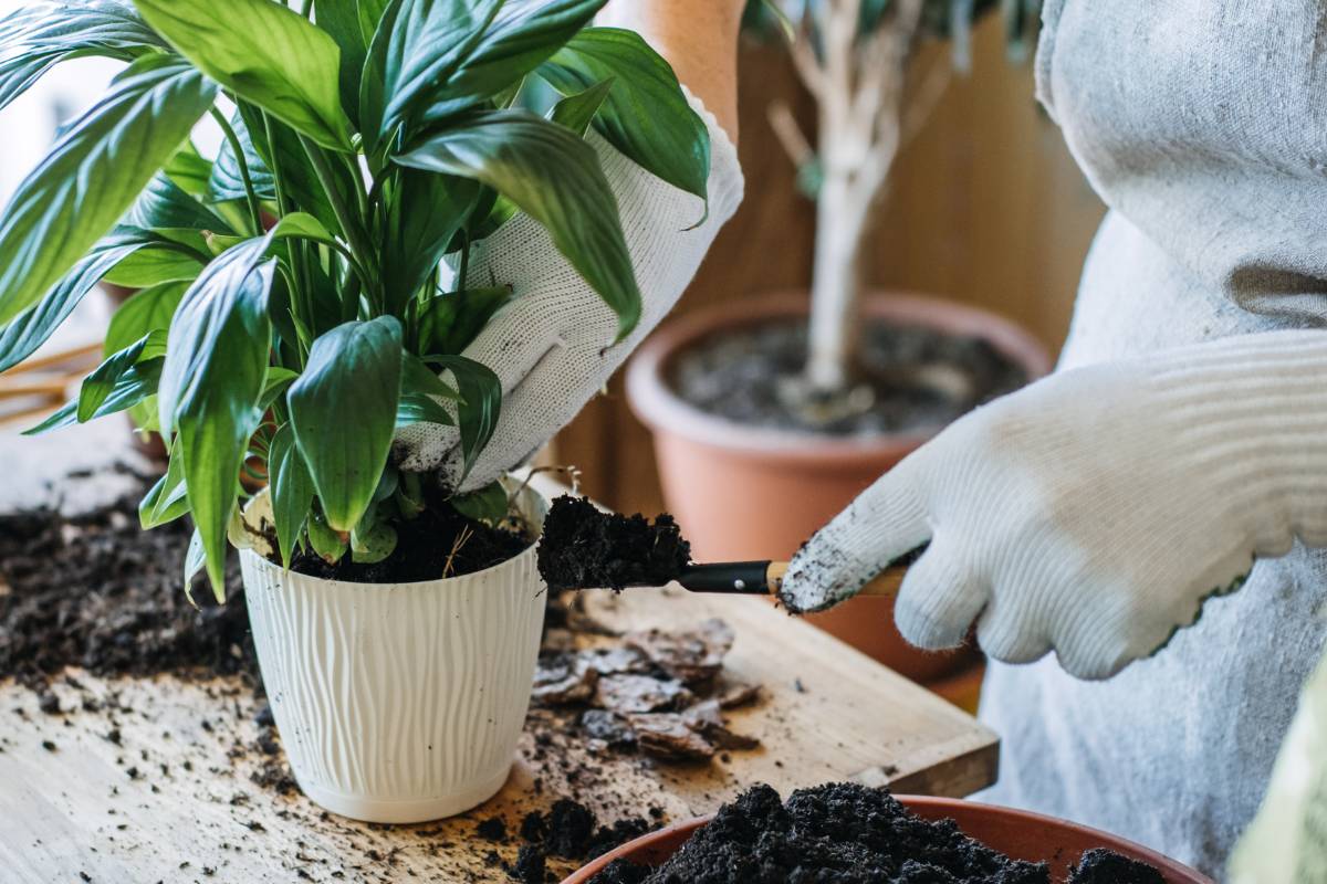 The plant in its new pot, with extra potting mix added to the top of the pot