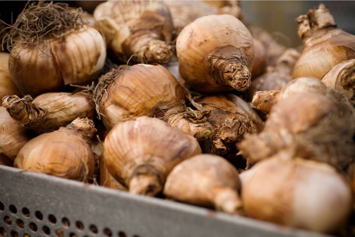 Flower bulbs in a tray