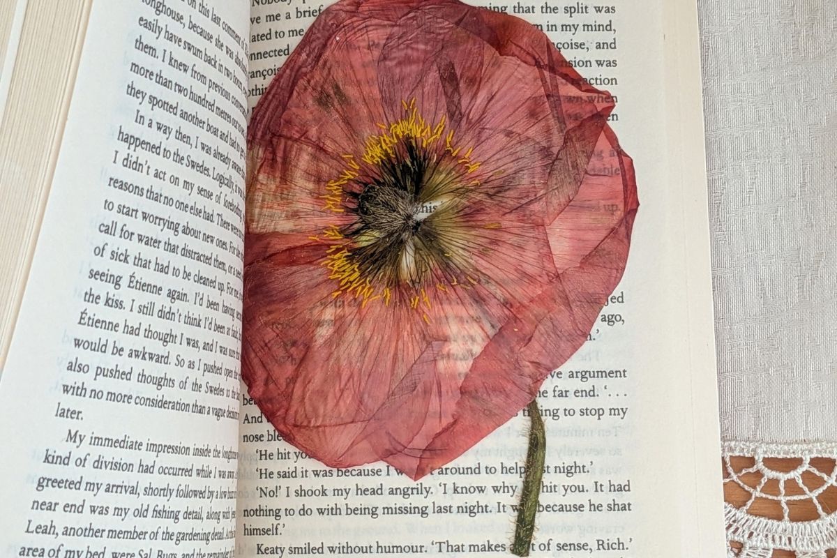 pressed poppy in book