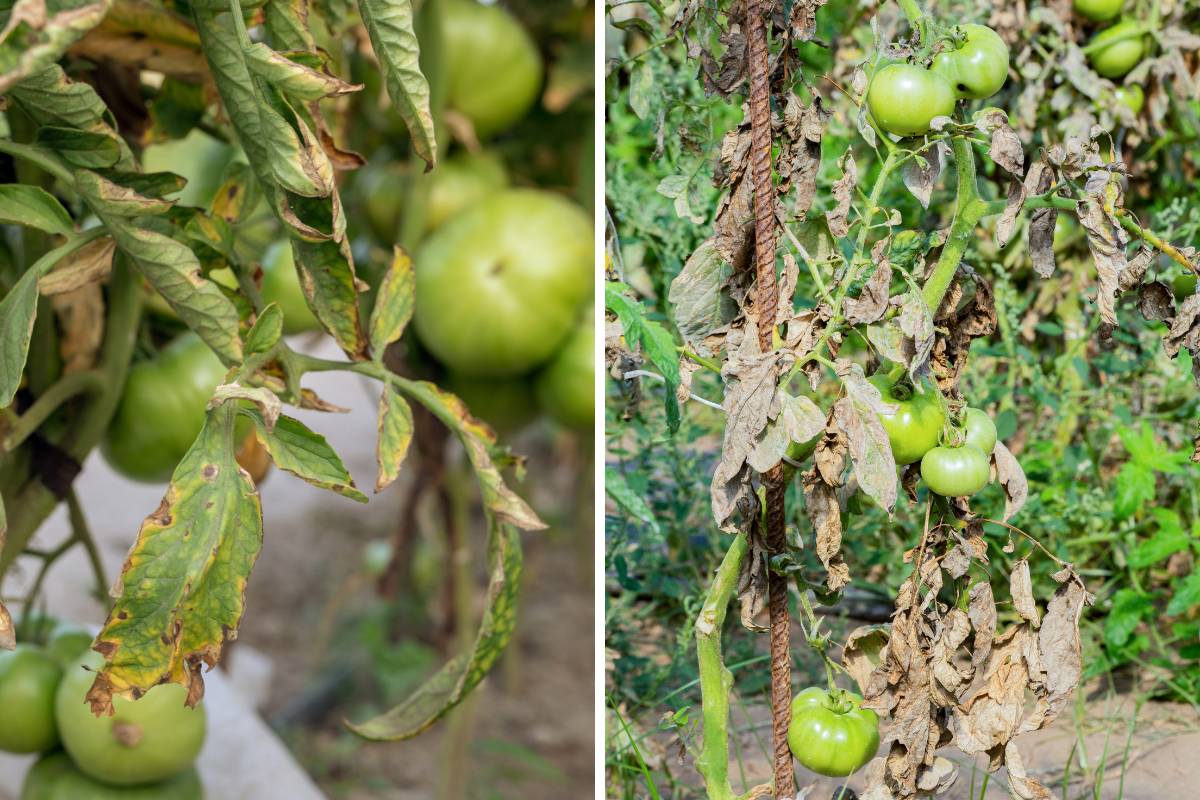 Tomato plants and leaves showing signs of fusarium wilt