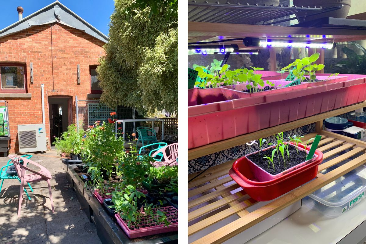 gardening after injury seedlings