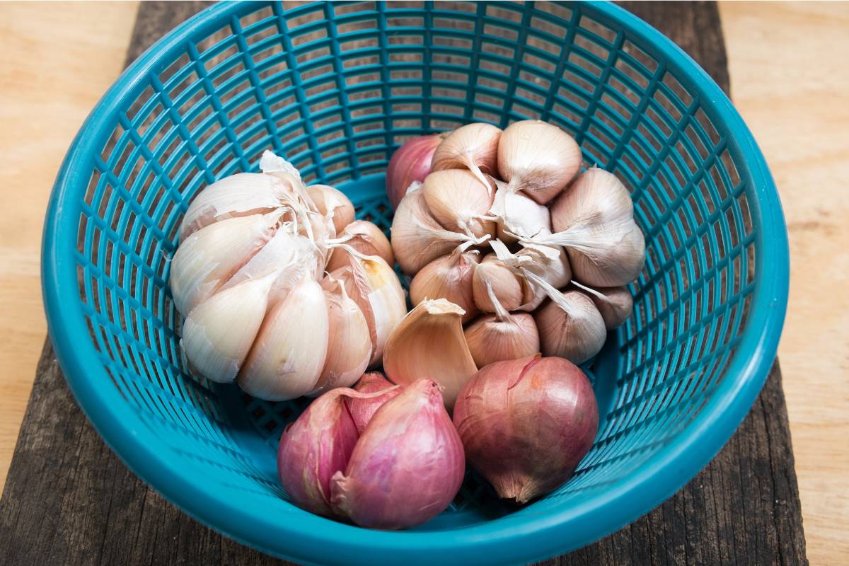 A blue plastic colander holding two garlic and several shallot bulbs ready to be planted