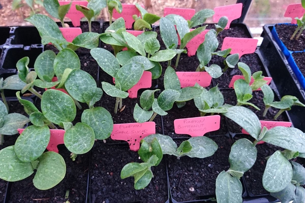 Seedling germination