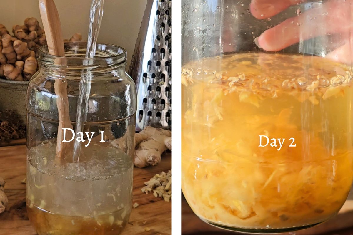 Gingerbug day 1 and 2