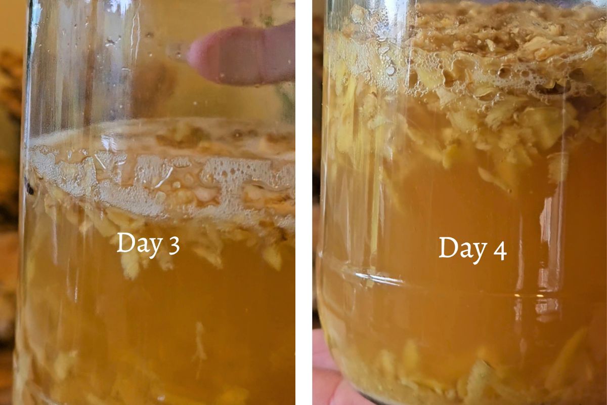 Ginger bug day 3 and 4