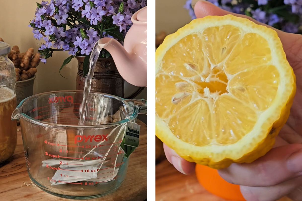 Making gingerbug soda