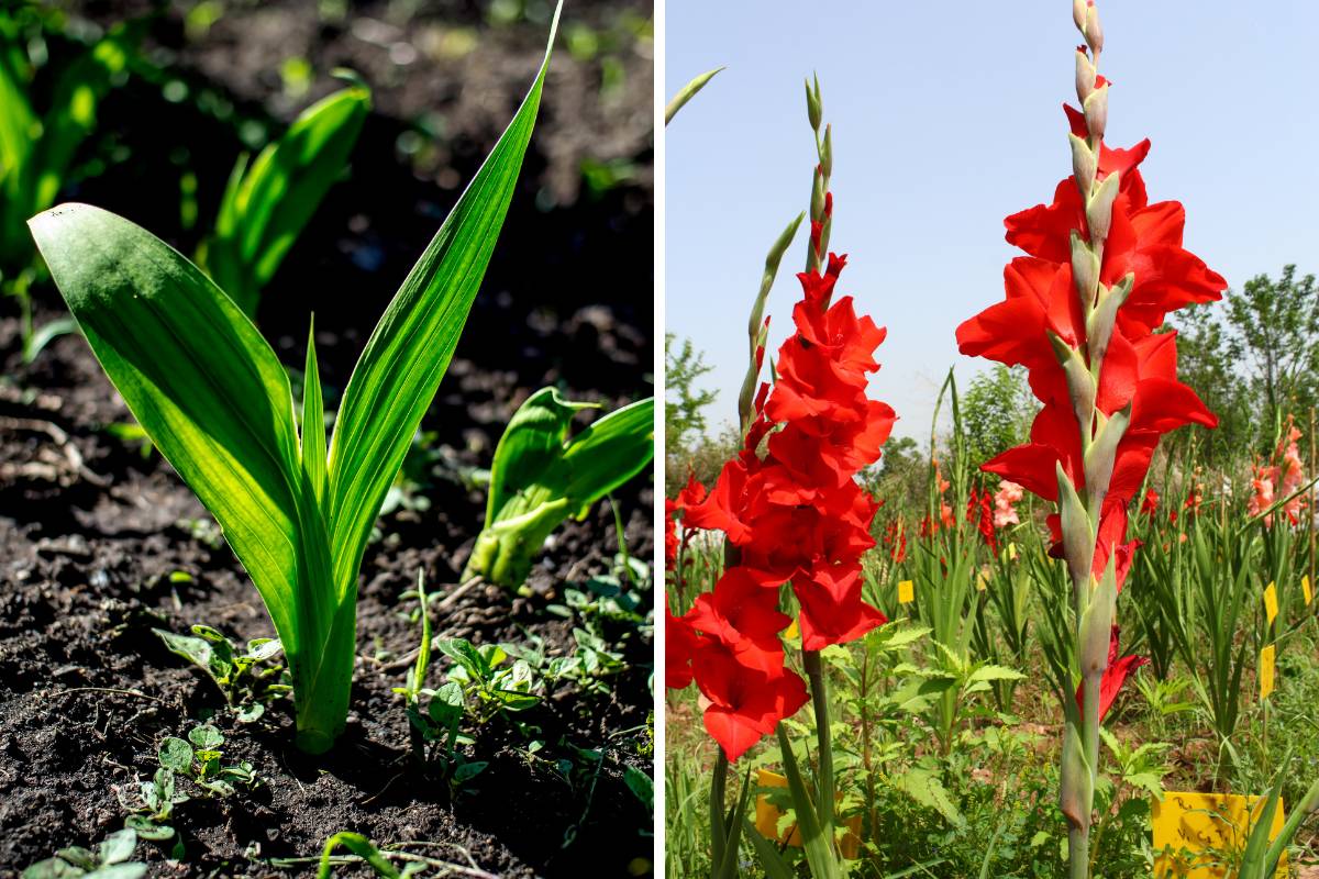 gladiolus shoots and mature plants